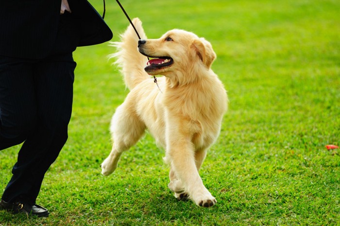 運動をする犬