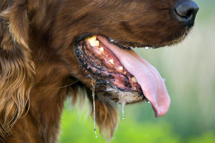 大量のよだれを垂らす犬