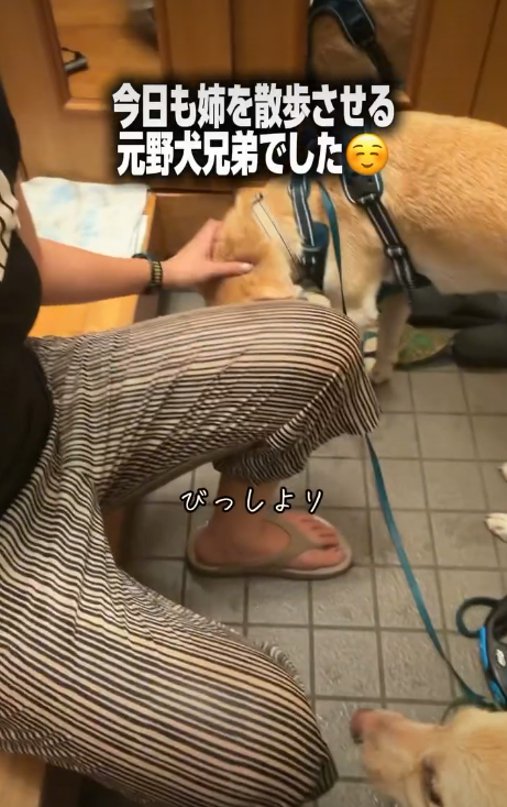 2匹の犬