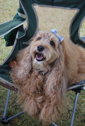 椅子に座ってにこにこ笑顔の犬