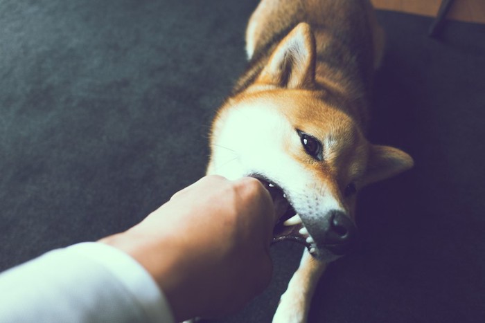 飼い主の手を噛もうとする犬