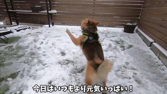 初めての雪に喜ぶおにぎり君4