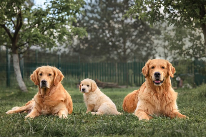 ゴールデンレトリバーの子犬と成犬と老犬