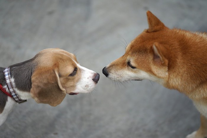 鼻を近づけ合うビーグルと柴犬