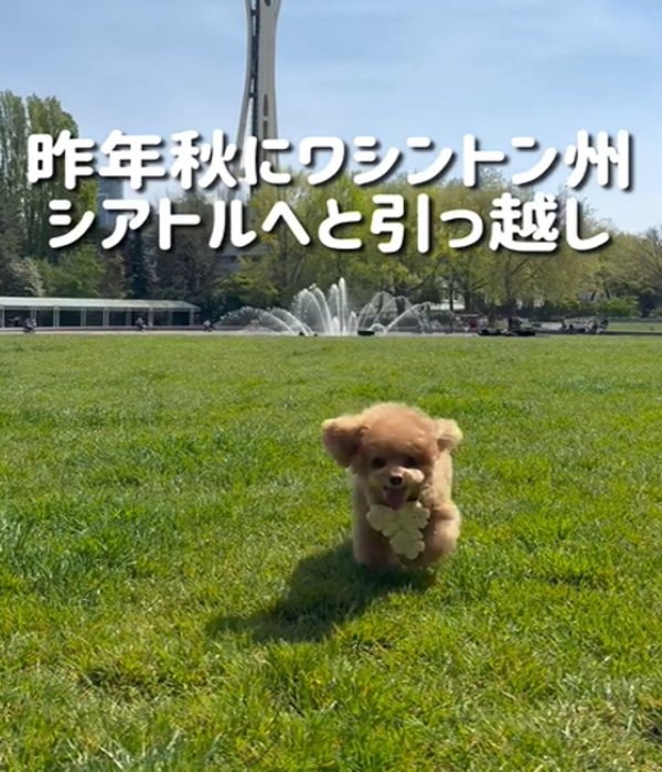 芝生を走る犬
