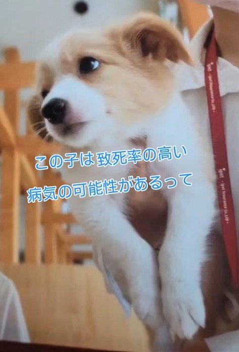 出会った時のベルちゃん