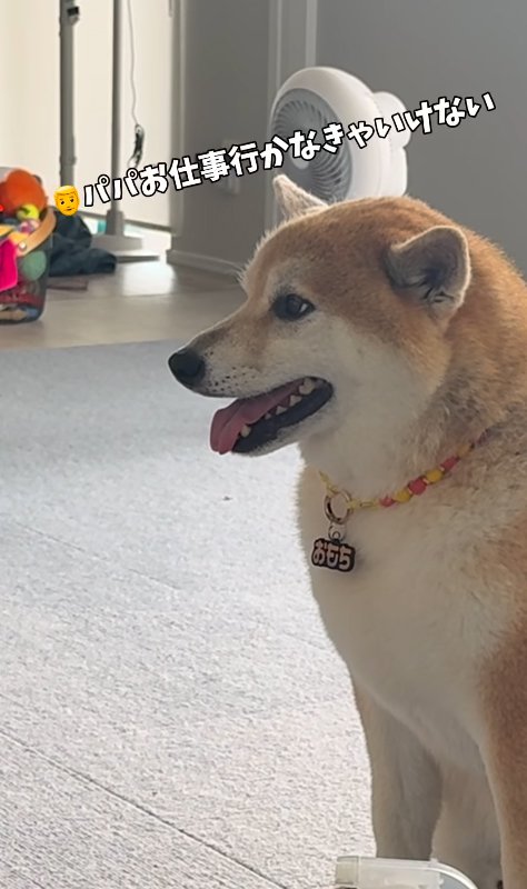 飼い主から今日は仕事だと聞かされた柴犬