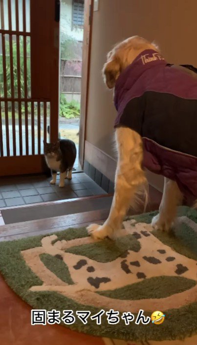 猫がいる！？