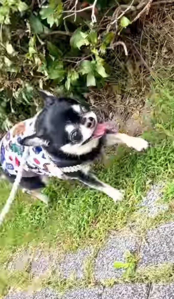 植え込みのすぐ横を歩く小さな犬