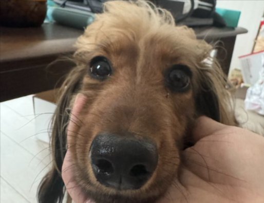 甘えん坊