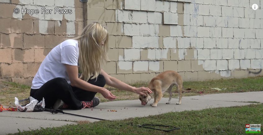 犬に触る女性