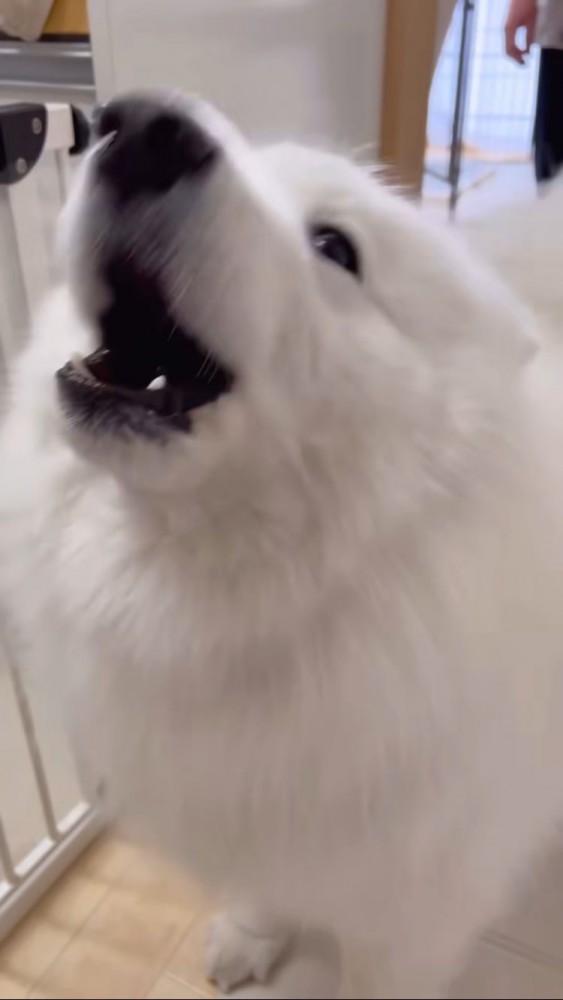 吠えるサモエド