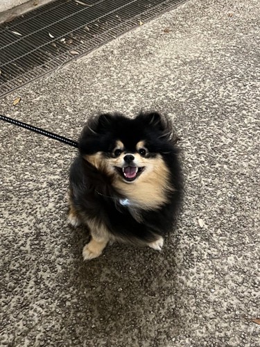 犬好き