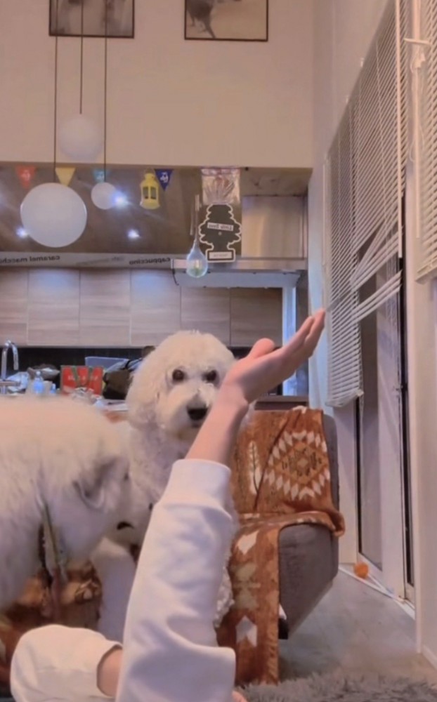 手を見つめる犬