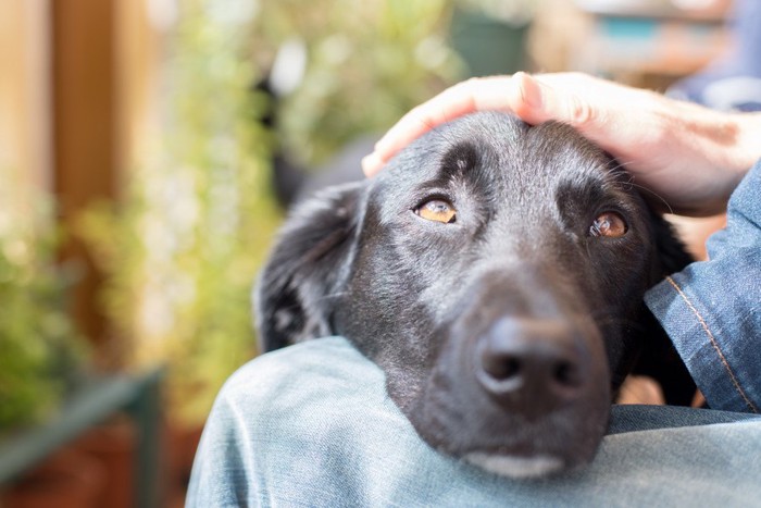 飼い主に甘える犬