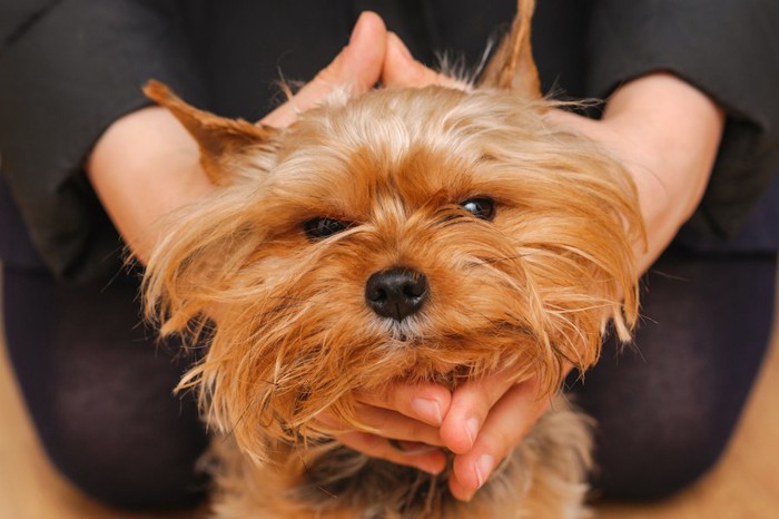 飼い主の手で顔を触られて不満そうな犬