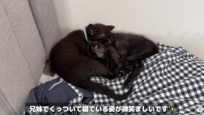 2匹の子猫を保護