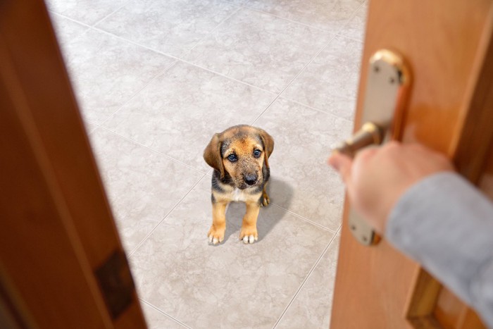 ドアを開けたところに子犬がいる