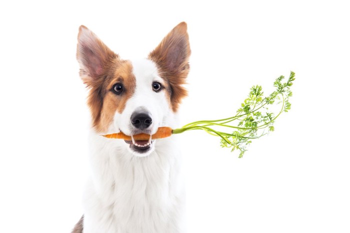 にんじんを咥えている犬