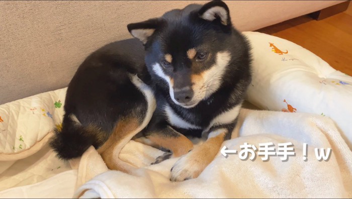 赤ちゃんの体の上に自分の手を乗せる犬