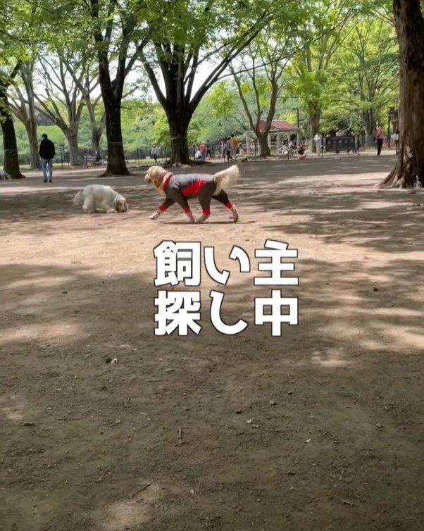 歩く犬