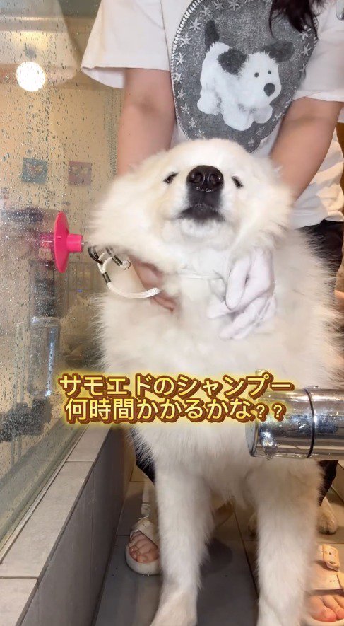 スタッフに首を撫でられて上を向く犬