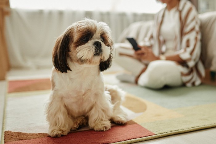 女性と悲しそうに座る犬