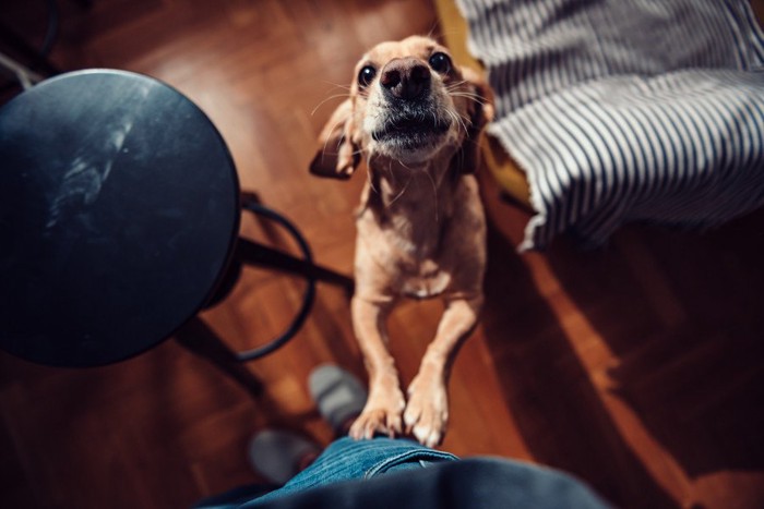 二本足立ちする犬