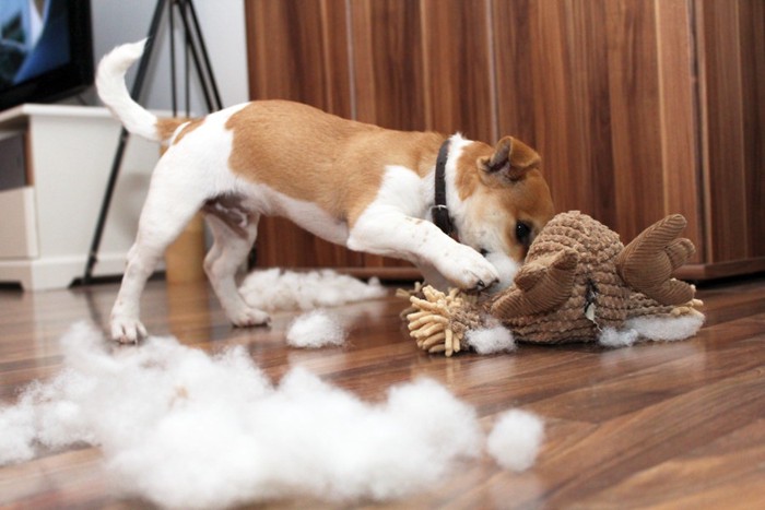 ぬいぐるみを噛む犬