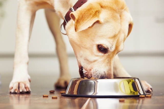 ご飯を食べている犬