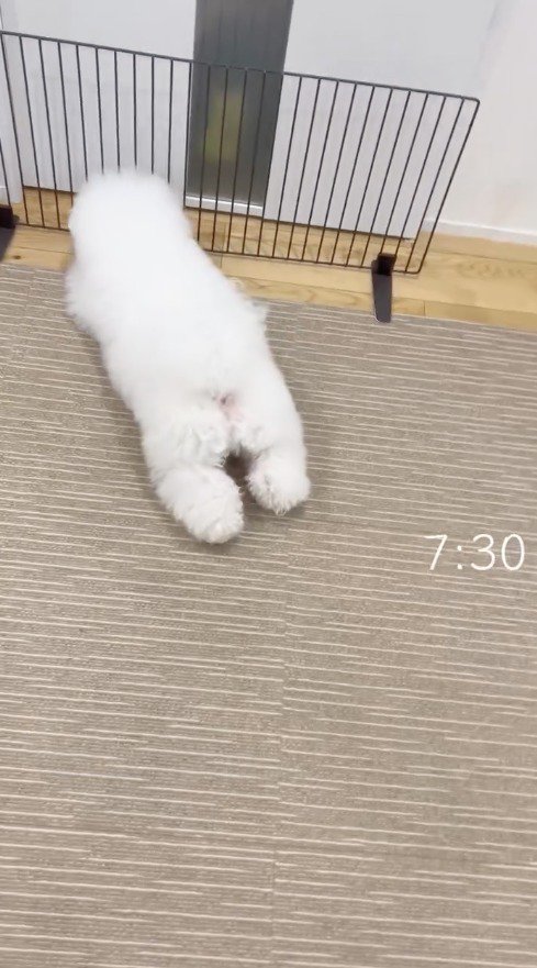 ドアの前で寝転がる犬