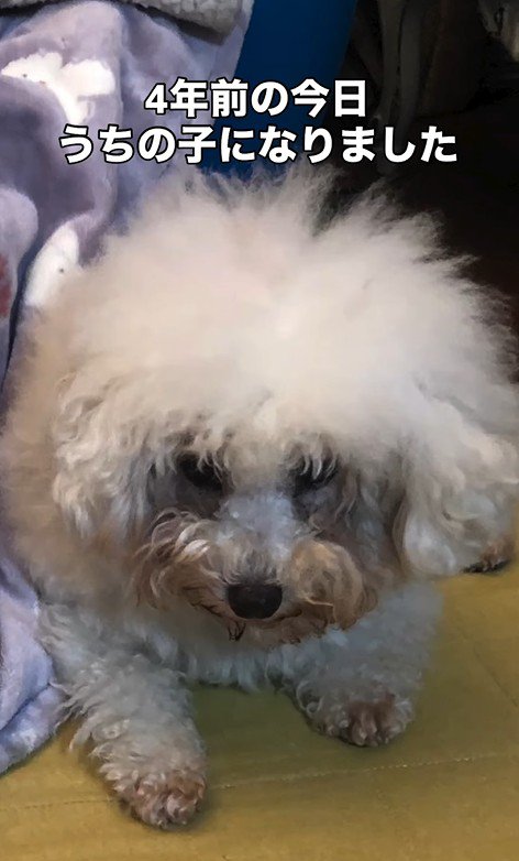 リリーちゃんの変化