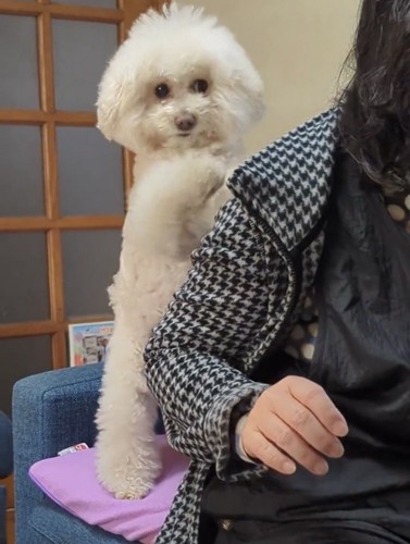 前足を添えて立つ犬