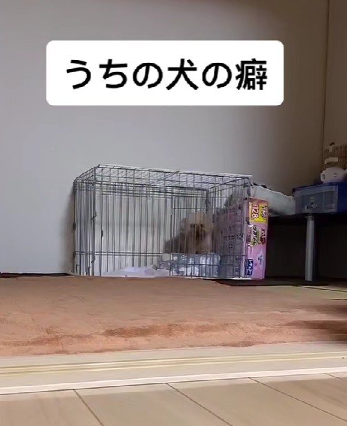 「ケージの中でね！！」