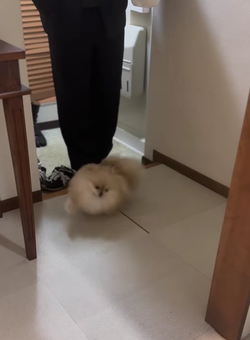 飼い主さんの足元に小型犬