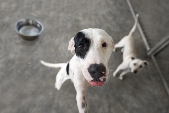 餌を欲しがる犬