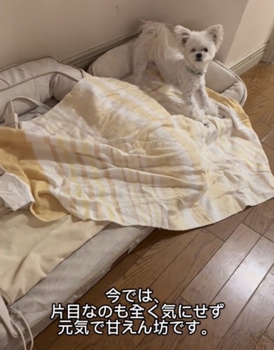 ベッドの上に立つ犬