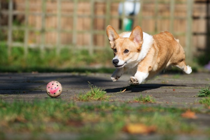 動くボールを見つめながら追いかける犬