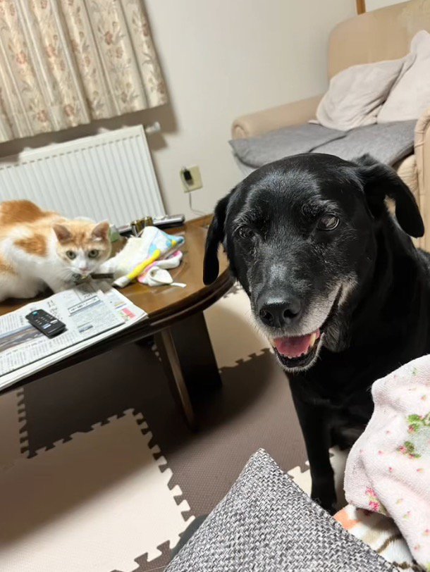 笑顔で女性を見つめる犬