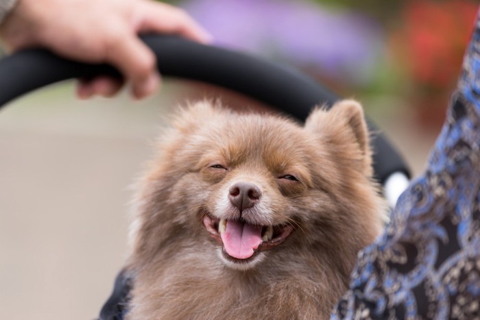 ストレススマイルのような表情の犬