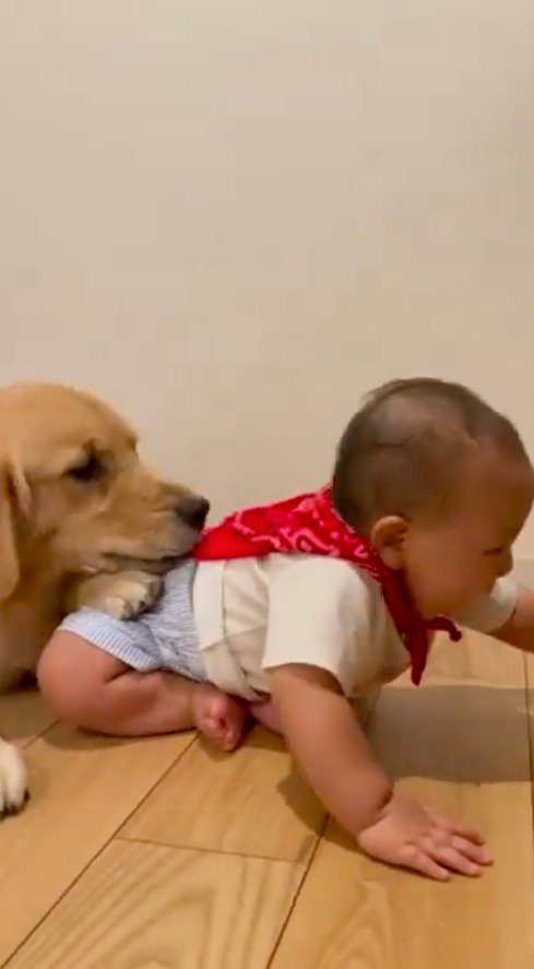 赤ちゃんのお尻にアゴを乗せる犬