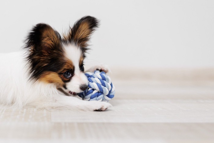 おもちゃを噛むパピヨンの子犬