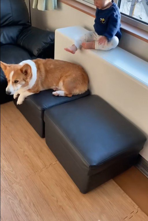 男の子が段差を降りる時のサクくん