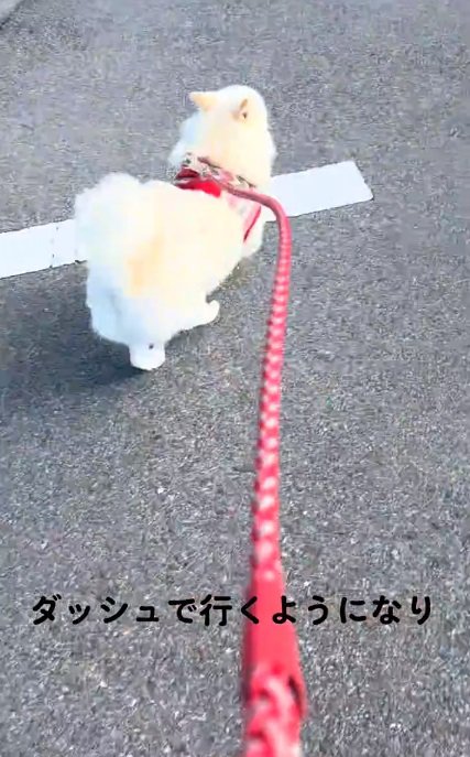 ダッシュで公園へ行くべらちゃん