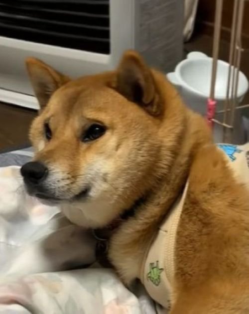 「だってお布団で寝たいんだもん…」