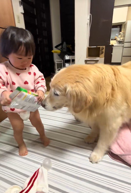 オヤツを奪うベルちゃん2