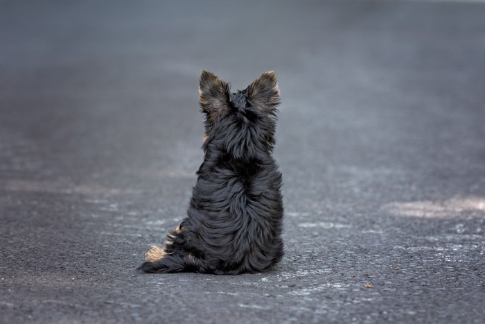 道路に座る黒い犬の後ろ姿