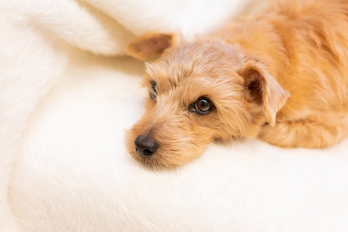 くつろぐ犬