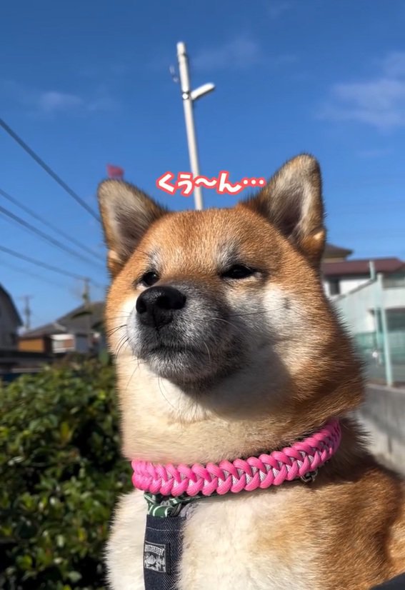 悲しいくうちゃん