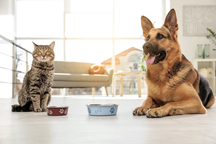 食器の前で待っている犬と猫